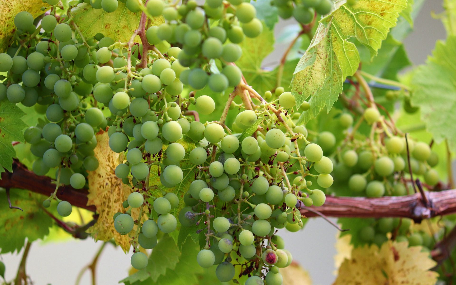 ÜBERSETZUNGSBÜRO WEININGEN ZH