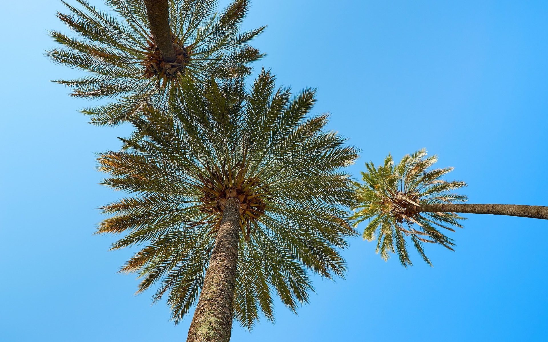 Articles of Association aus dem Englischen ins Spanische übersetzen