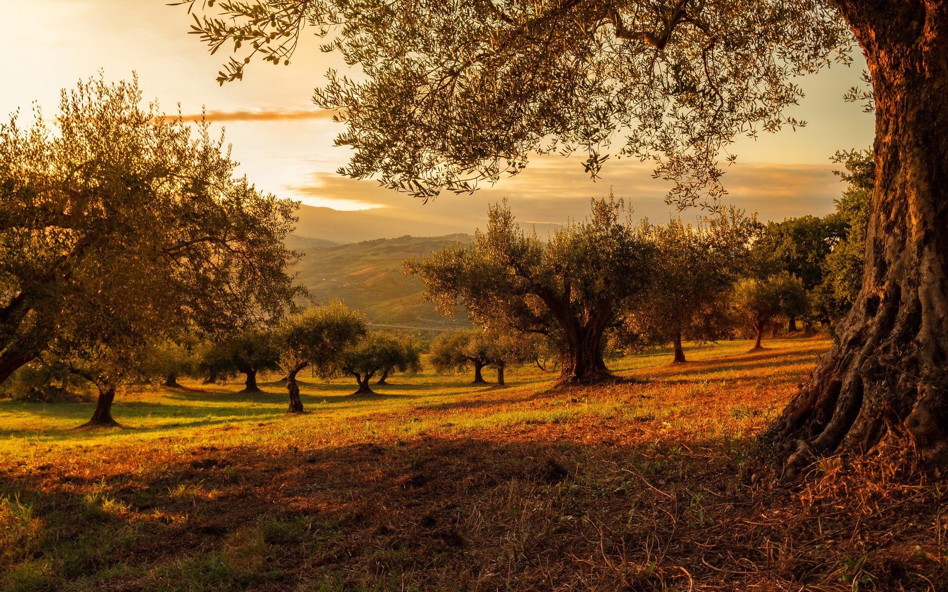 Übersetzung Dänisch Italienisch