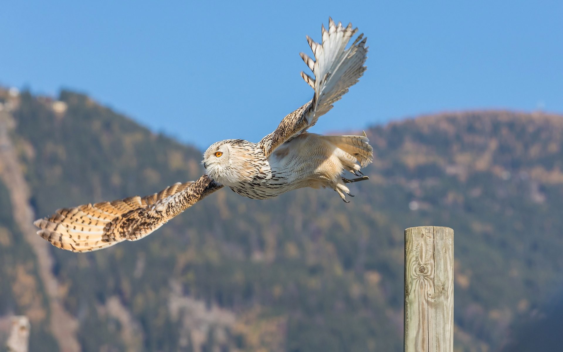 Übersetzungsbüro Völkermarkt