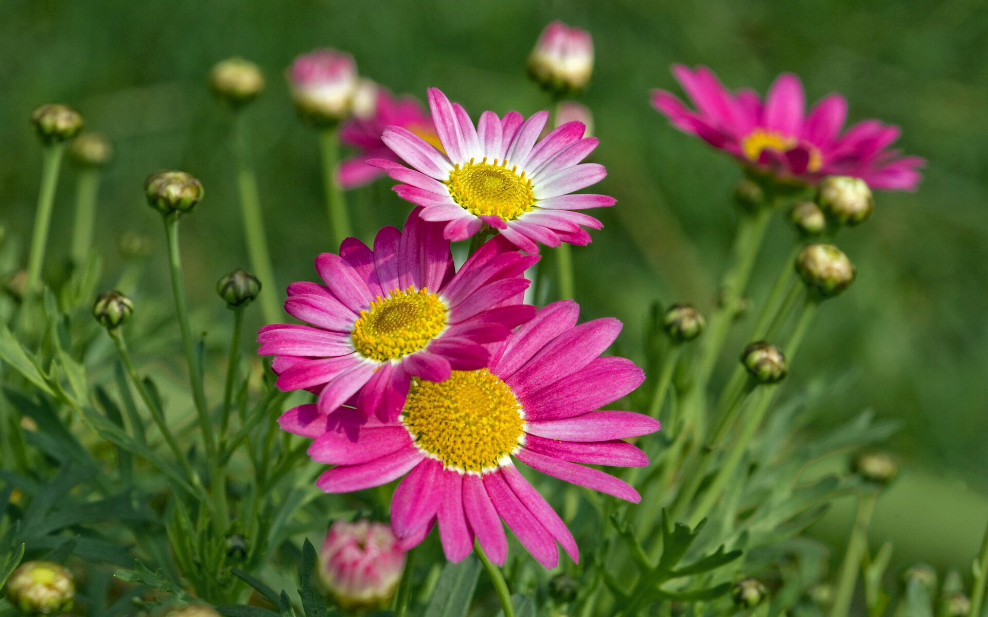 Übersetzungsbüro Buseno