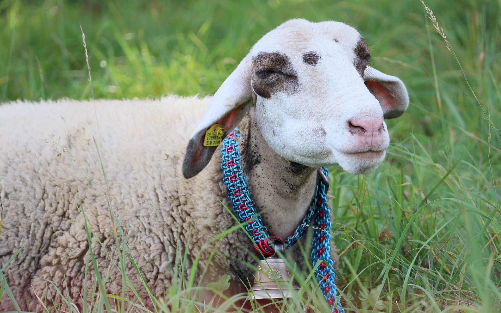 Traduzioni professionali a Schöfflisdorf