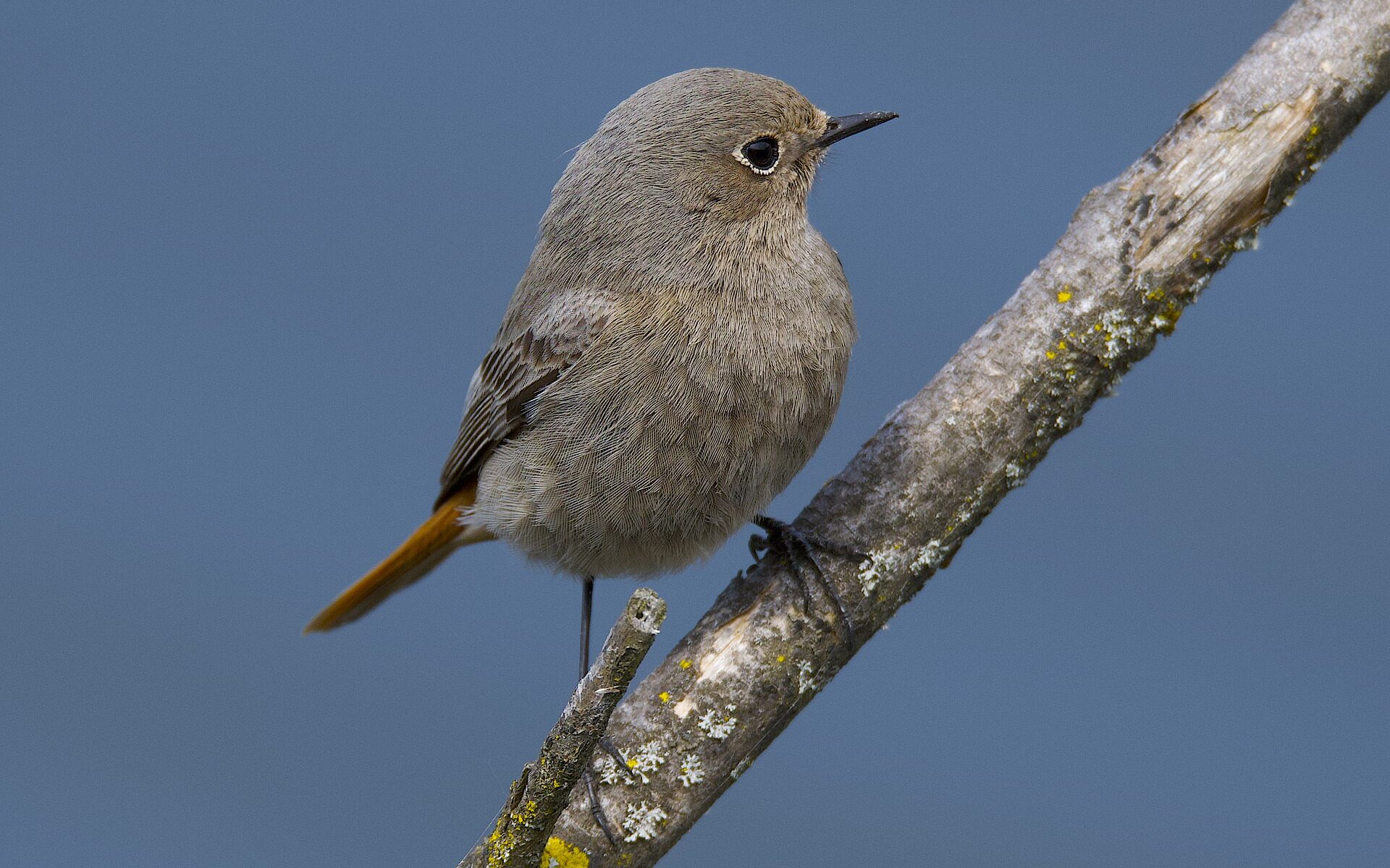 Professional translations in Zwingen