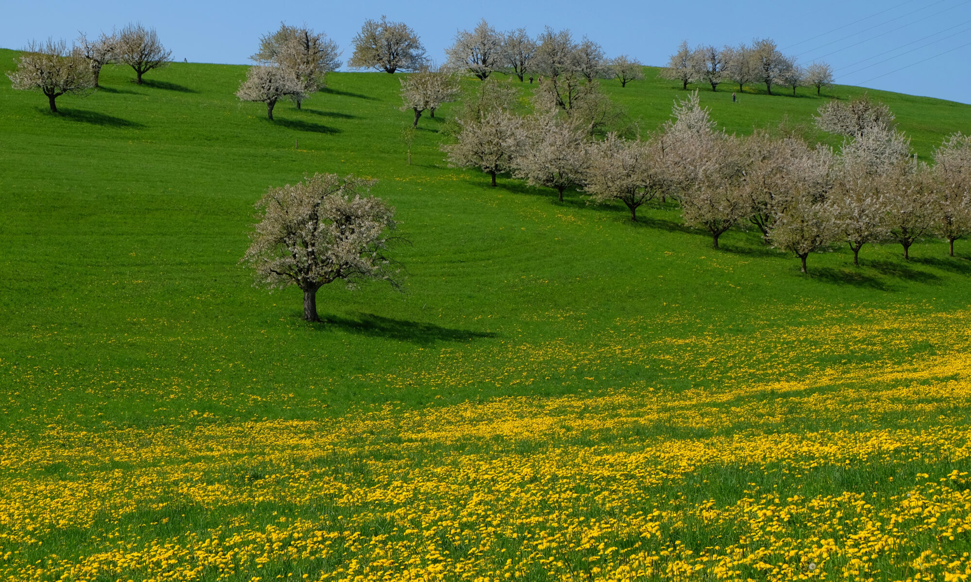 Traduzioni professionali a Brunegg