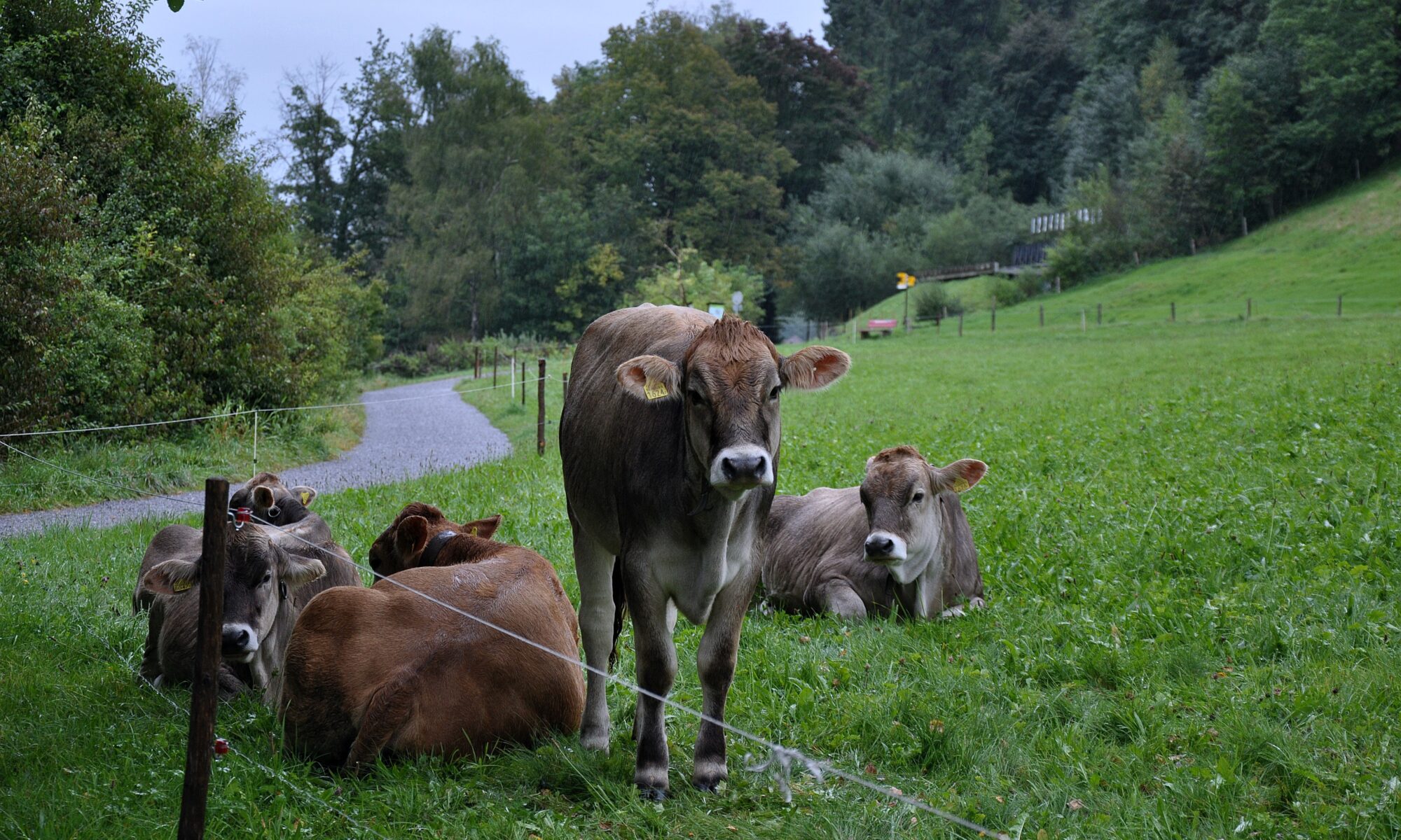 Professional translations in Oberuzwil