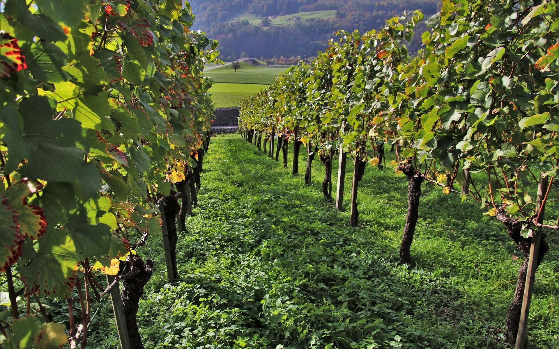 Professional translations in Therwil