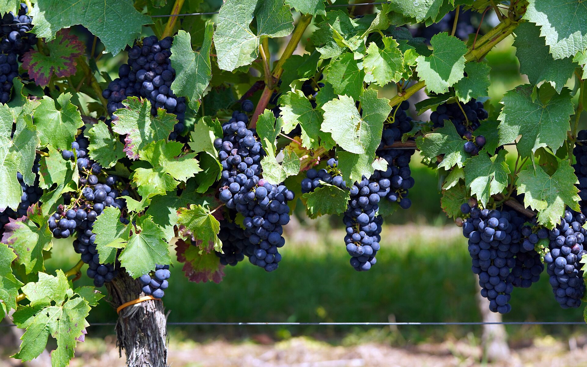 Traductions professionnelles à Lutzenberg