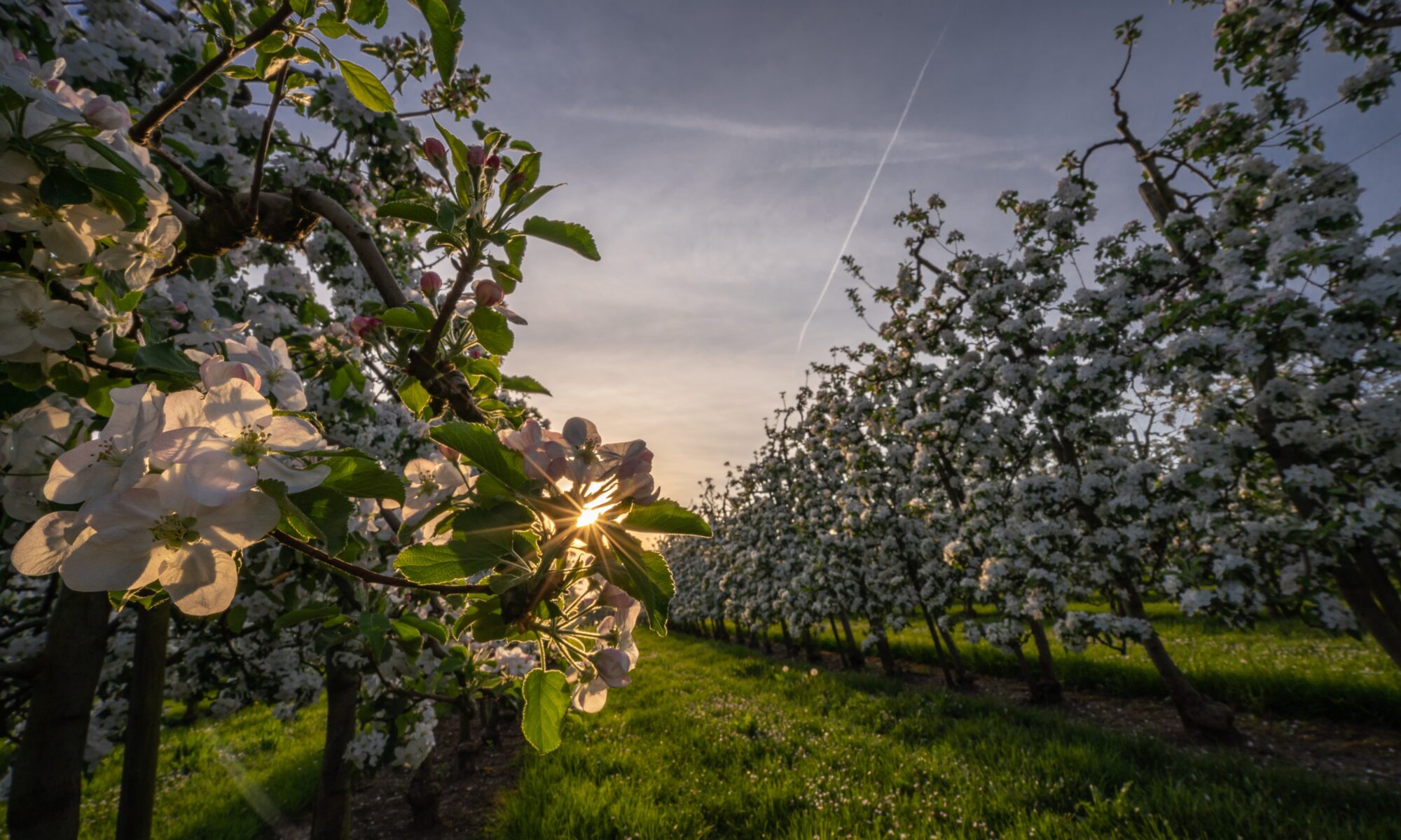 Professional translations in Roggwil, Thurgau