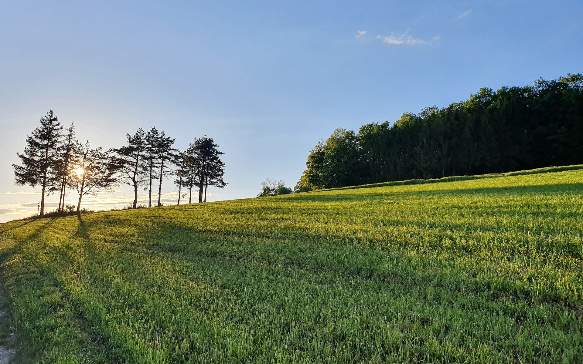 Professional translations in Hirschthal