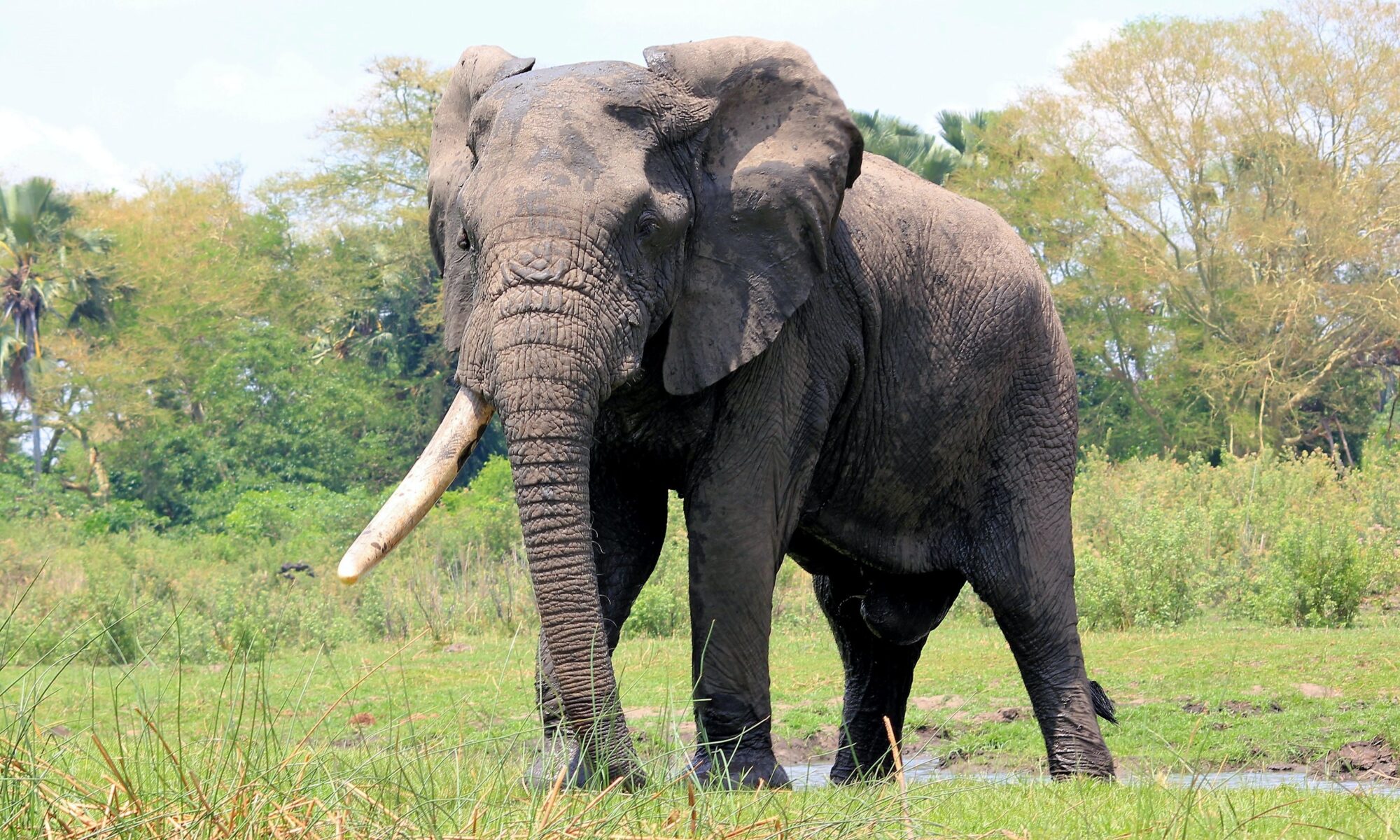 Amtliche Übersetzungen Schweiz