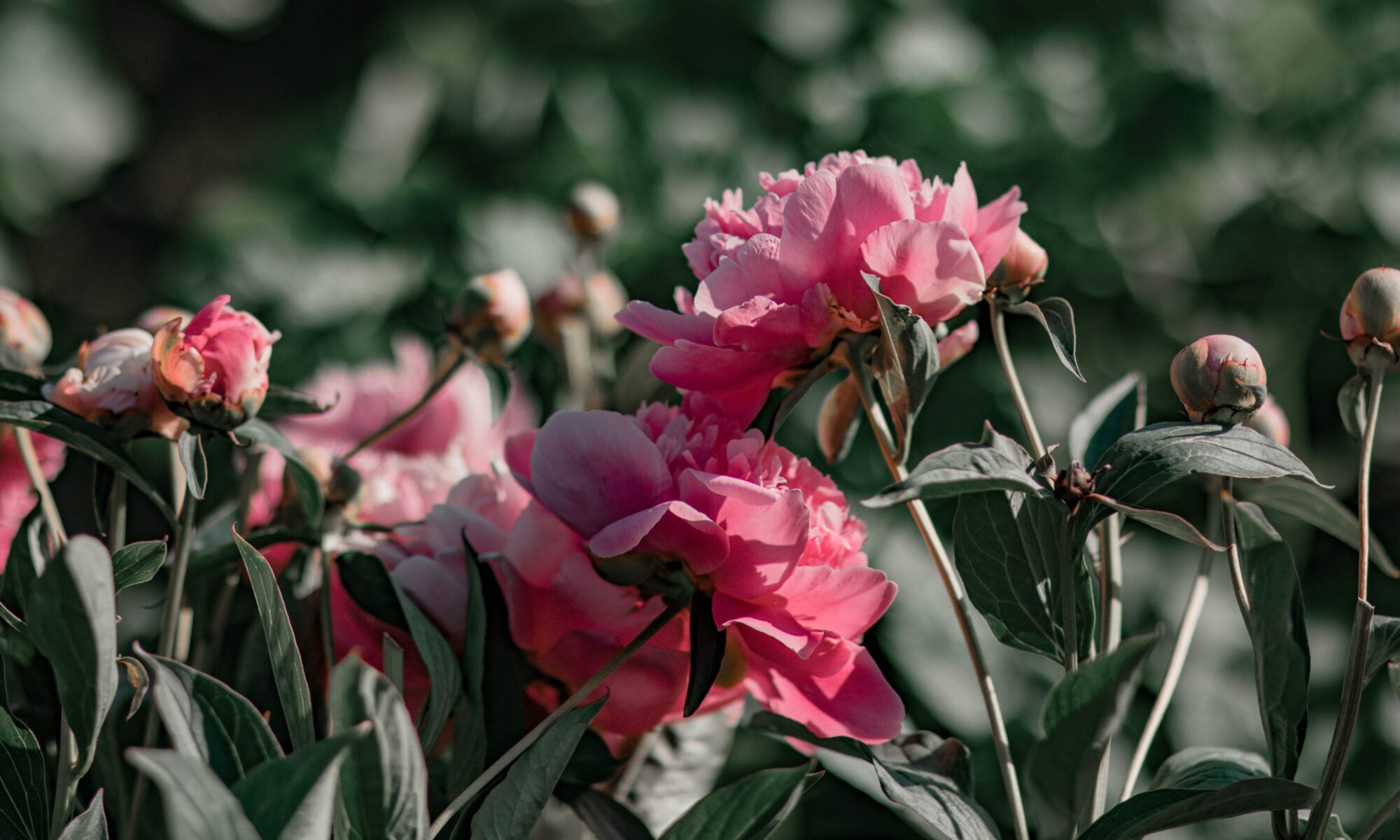 Traductions professionnelles à Cuarnens