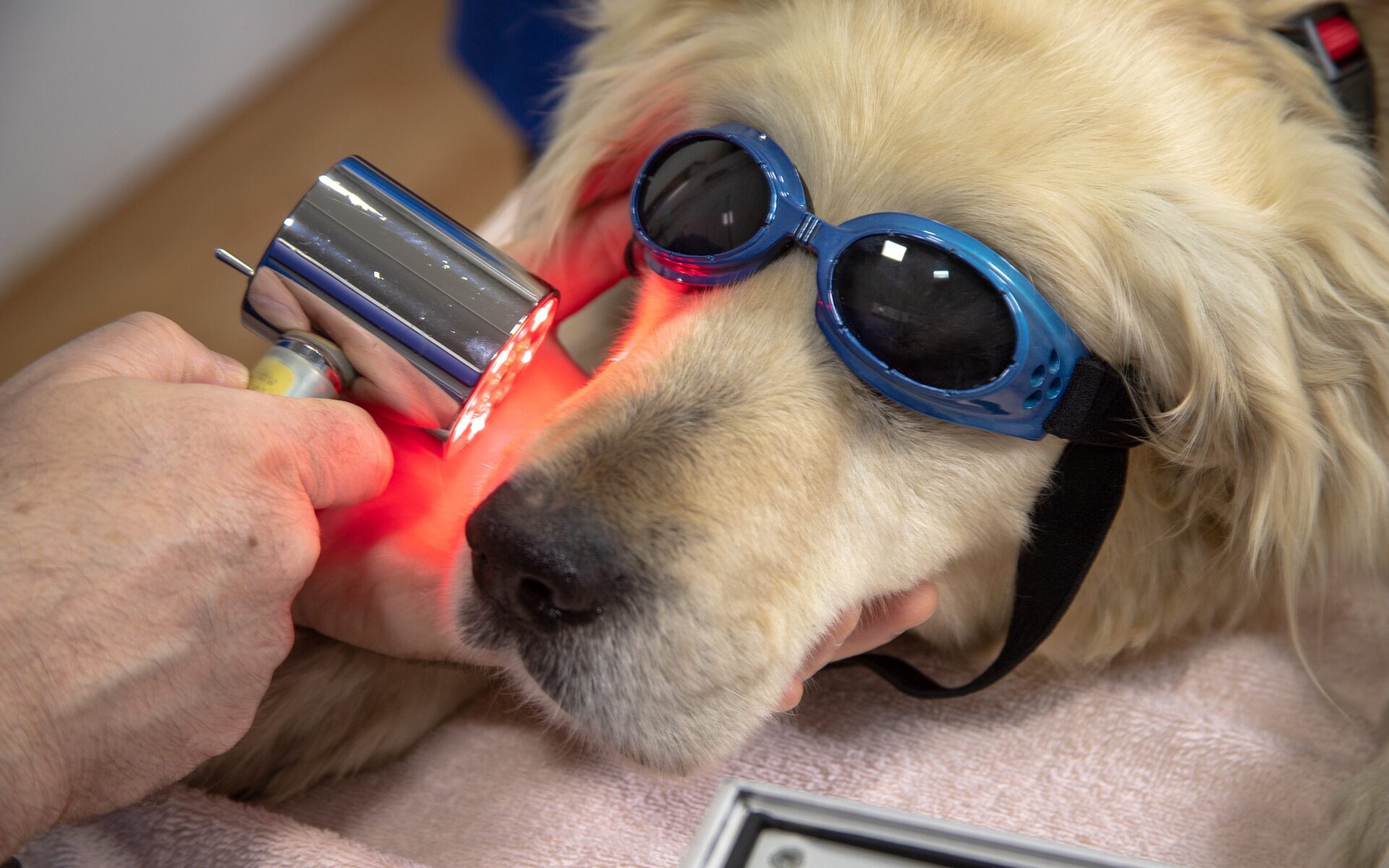 Übersetzungsbüro Zürich Tiermedizin