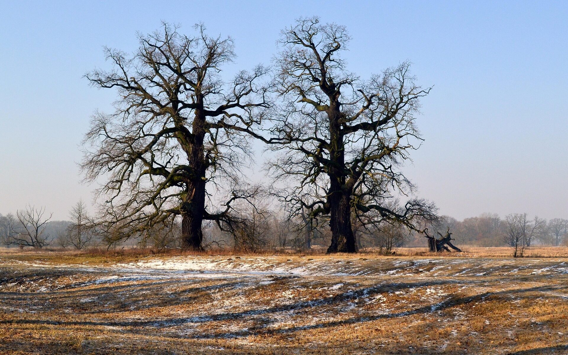 Übersetzungen Deutsch-Polnisch in der Schweiz