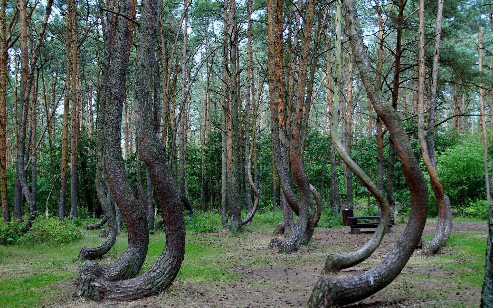 Übersetzung Polnisch-Deutsch in der Schweiz